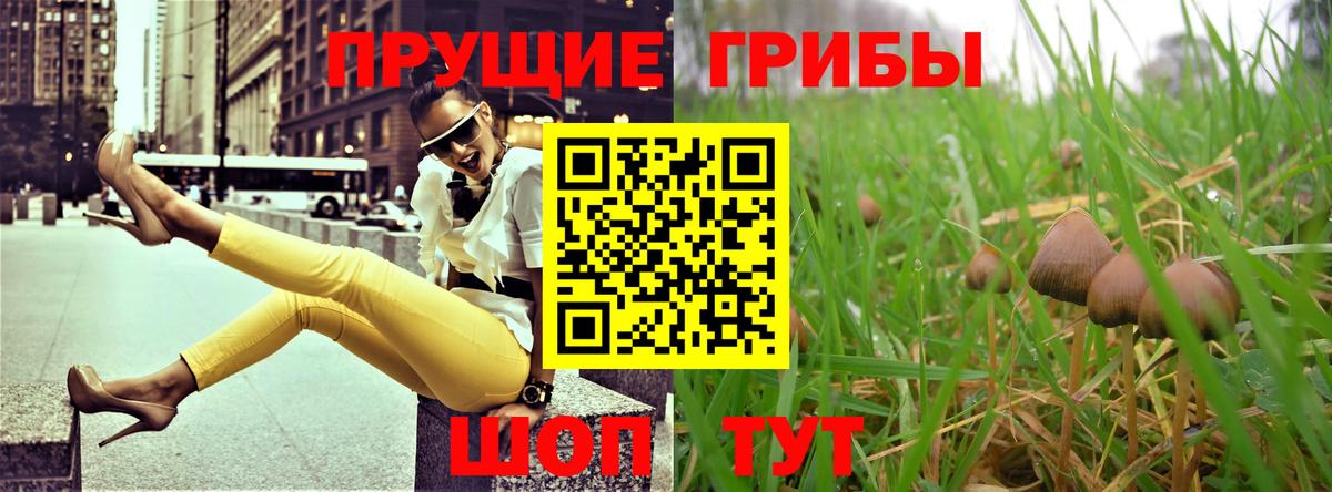 Галлюциногенные грибы Psilocybe Москва
